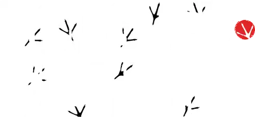 Rooster Fighter